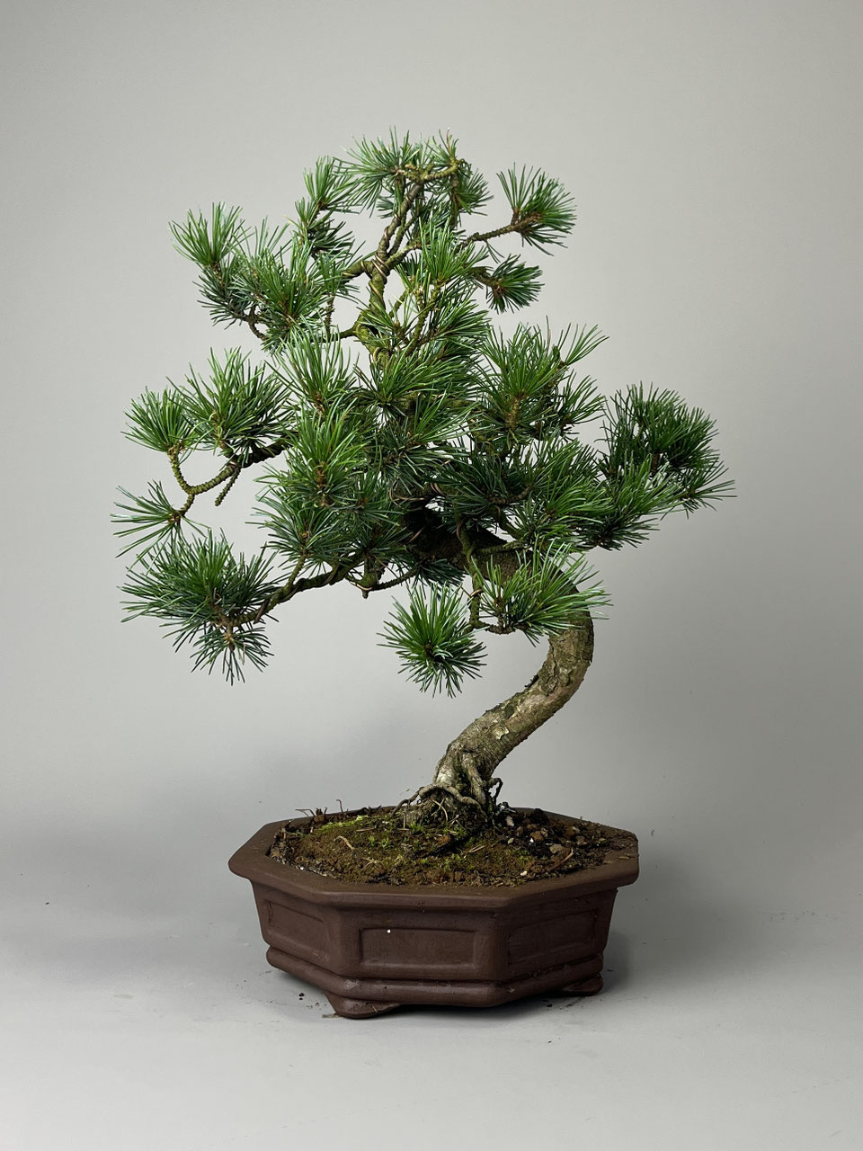 Kiefer, Pinus, Geschenkidee Bonsai - www.bonsai-hassler.de