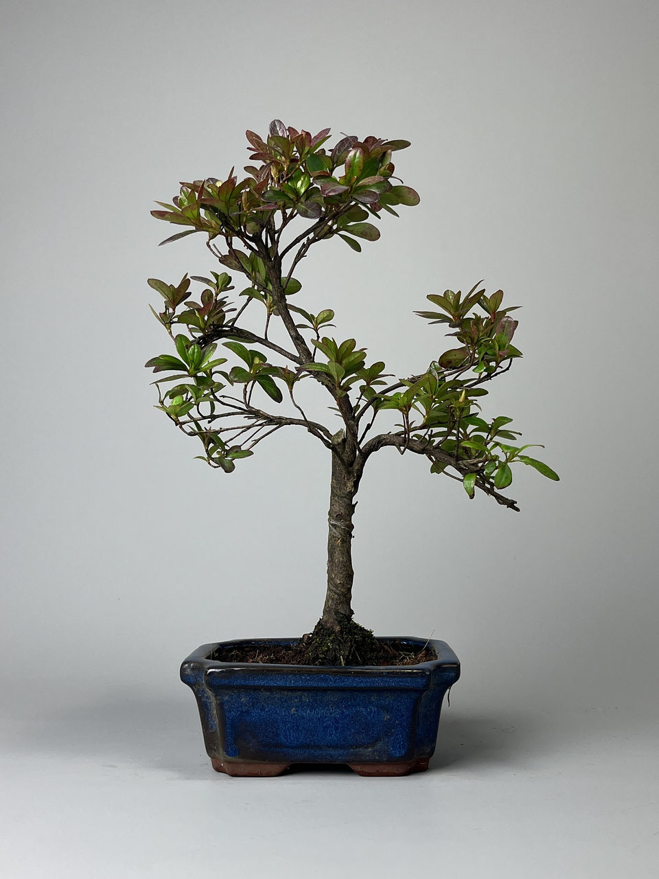 Azalee, Rhododendron, Bonsai Shop - www.bonsai-hassler.de