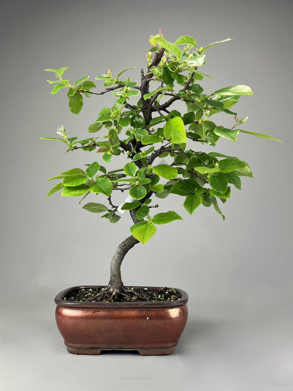 goldene efeutute Efeutute Golden Pothos (Epipremnum aureum) – Classic Floral main image 0