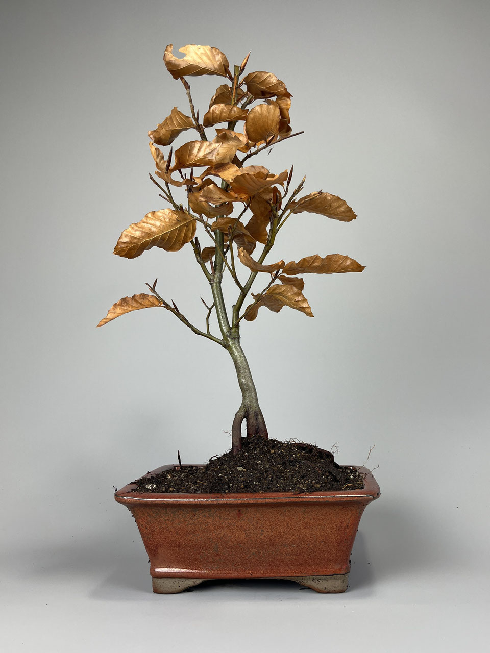 drachenbaum kopfsteckling Drachenbaum 'Magenta' main image 0