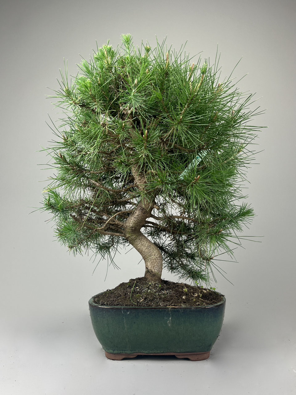 Aleppo Kiefer, Pinus halepensis, Bonsai Shop - www.bonsai-hassler.de