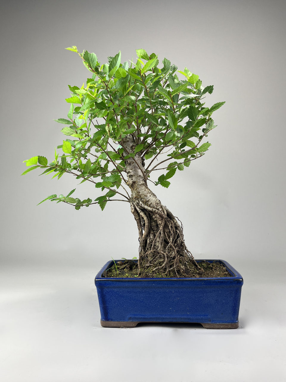 Feldulme, Ulmus Bonsai Shop kaufen - www.bonsai-hassler.de