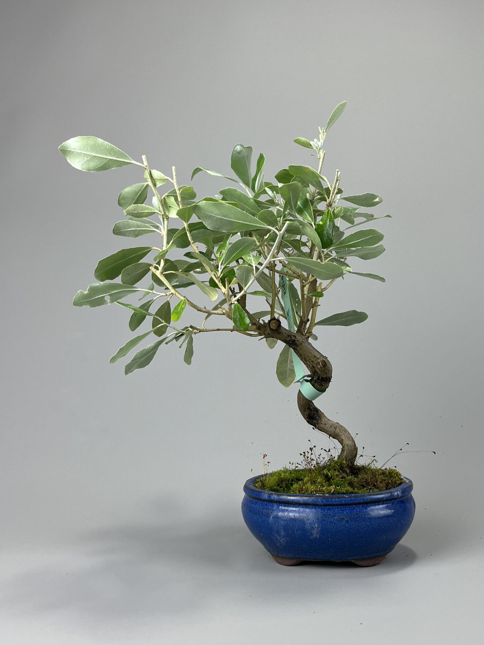 Bonsai online Versand / Shop - www.bonsai-hassler.de