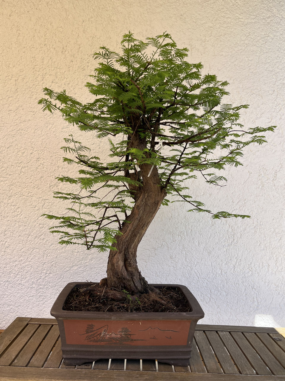 lilac bonsai for sale Dwarf Korean Lilac Bonsai Tree