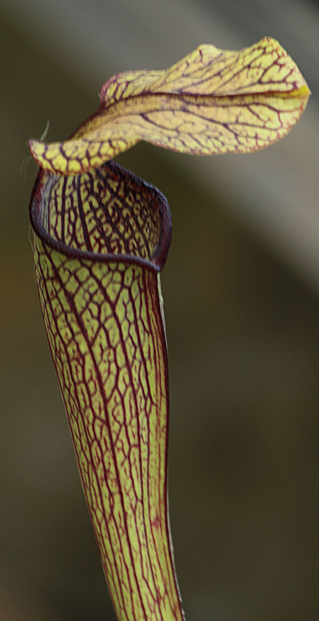 rubra carnigarden shop Moorbeet