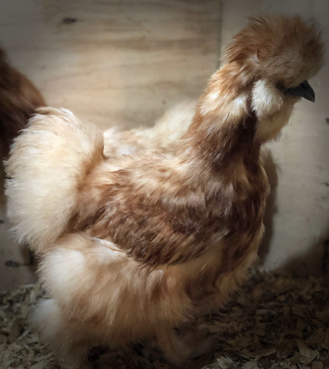 Oeufs fécondés Poule Soie La Ferme des 1001 Poules
