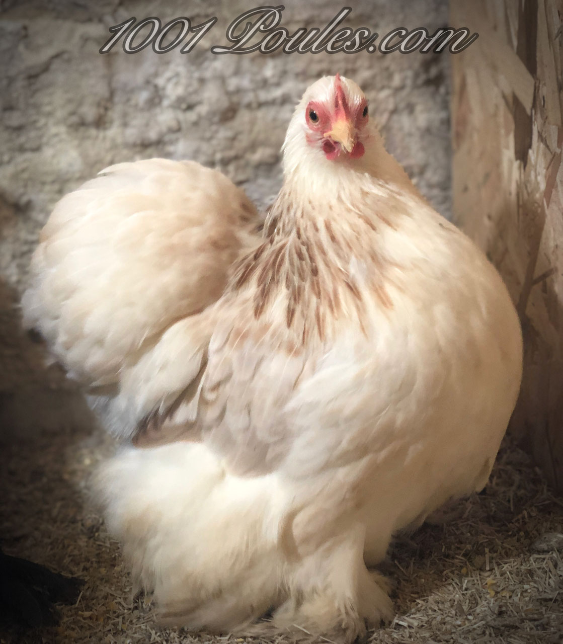 Oeufs Fécondés Poule Pékin