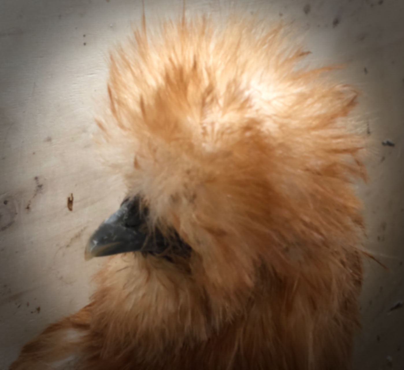 Oeufs fécondés Poule Soie La Ferme des 1001 Poules