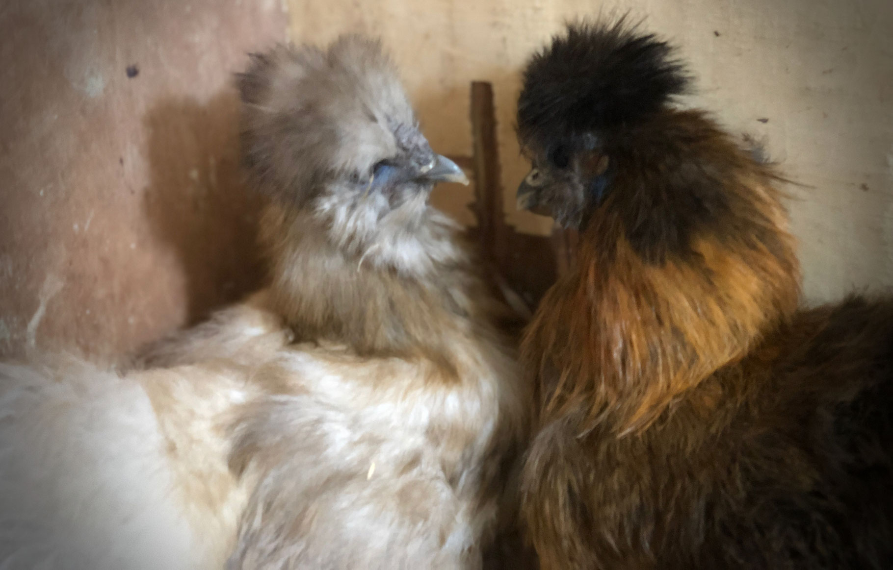 Oeufs fécondés Poule Soie La Ferme des 1001 Poules