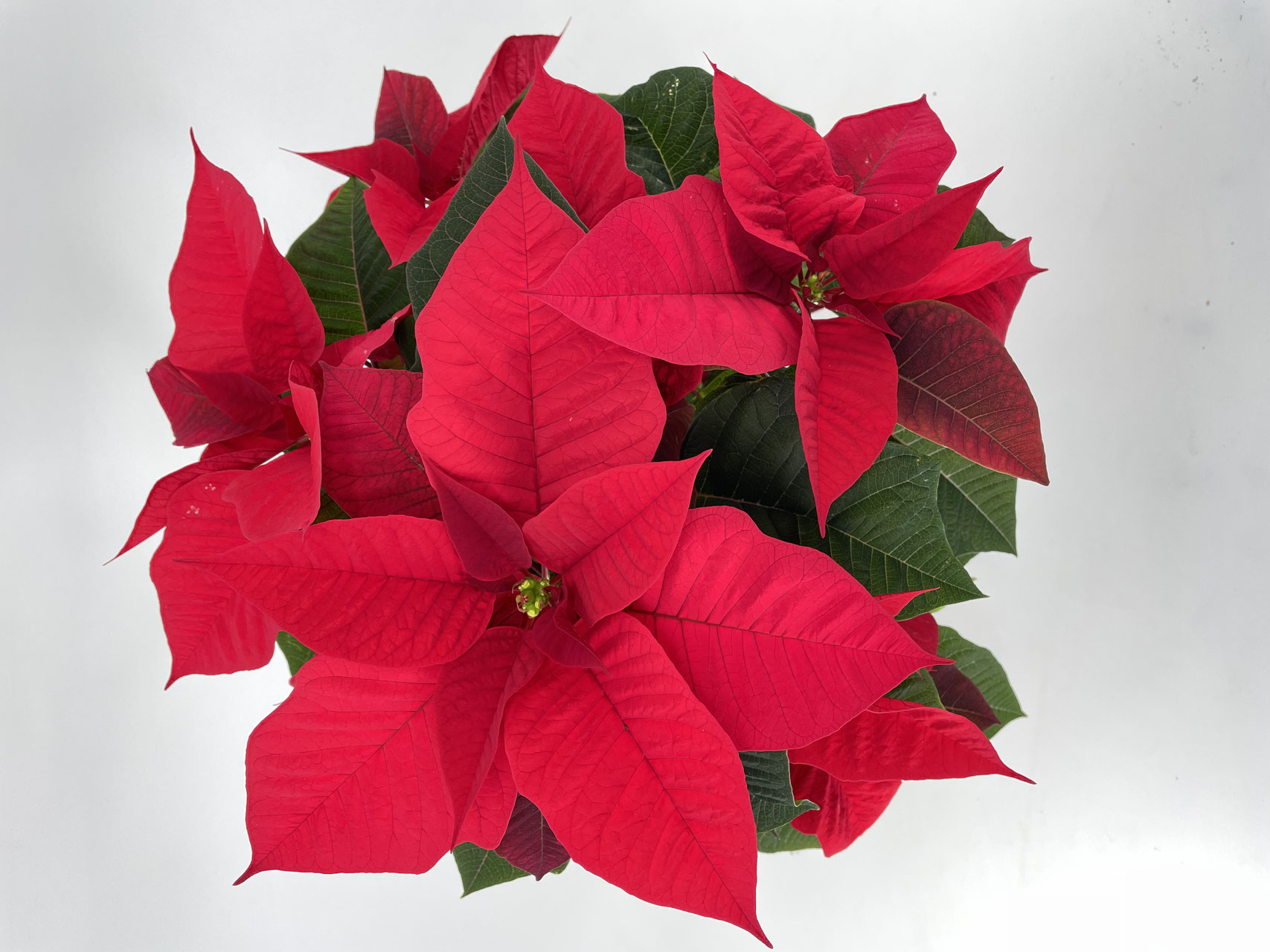 Advent - BLUMEN 2000