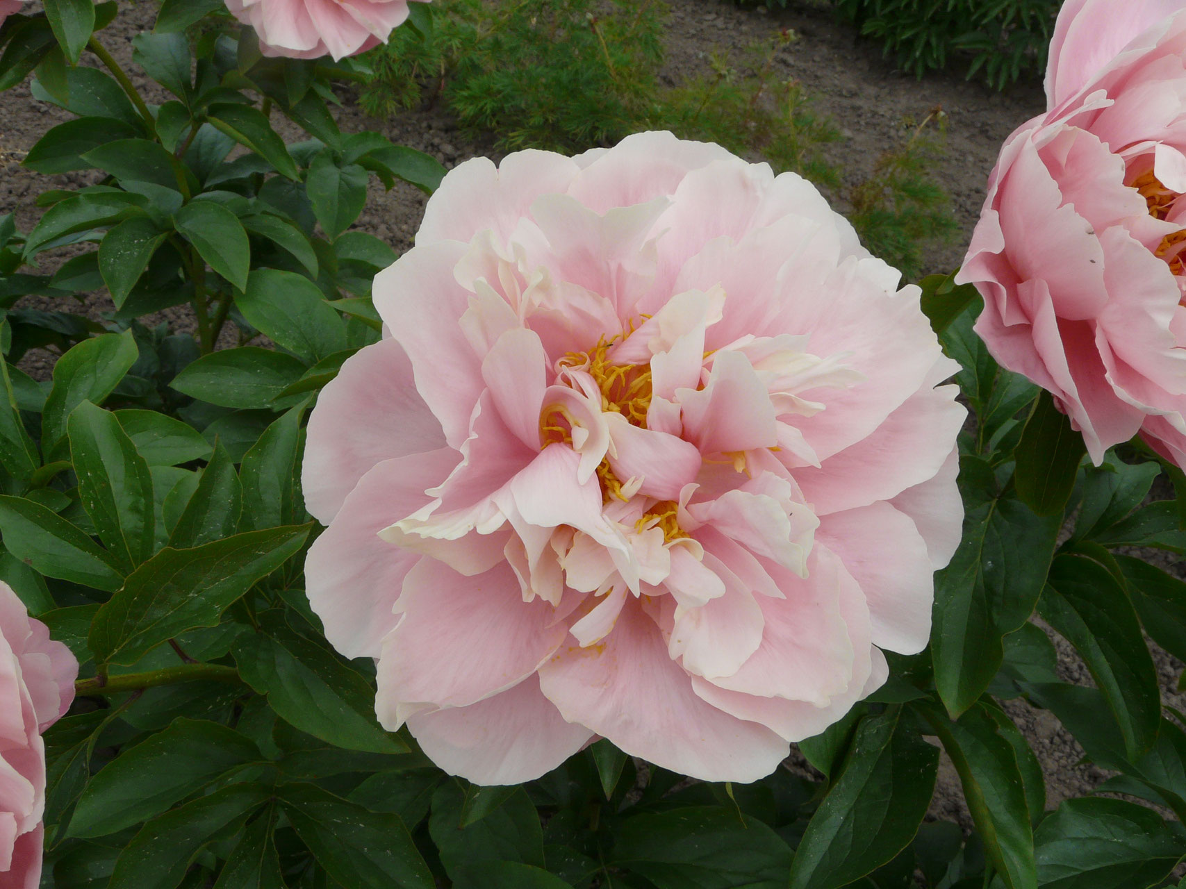 Pastelorama - Gießler Päonien Kulturen