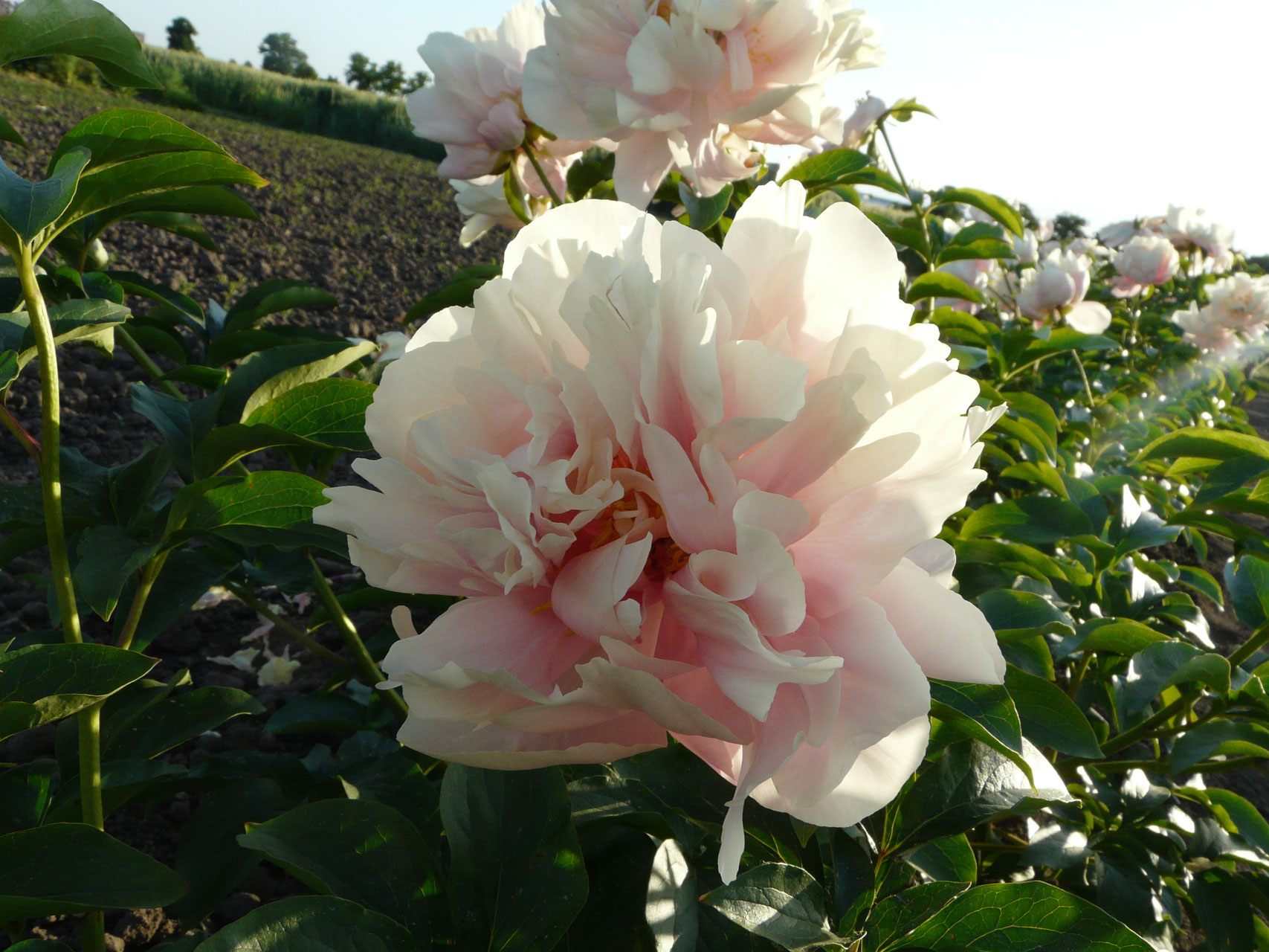 Pastelorama - Gießler Päonien Kulturen