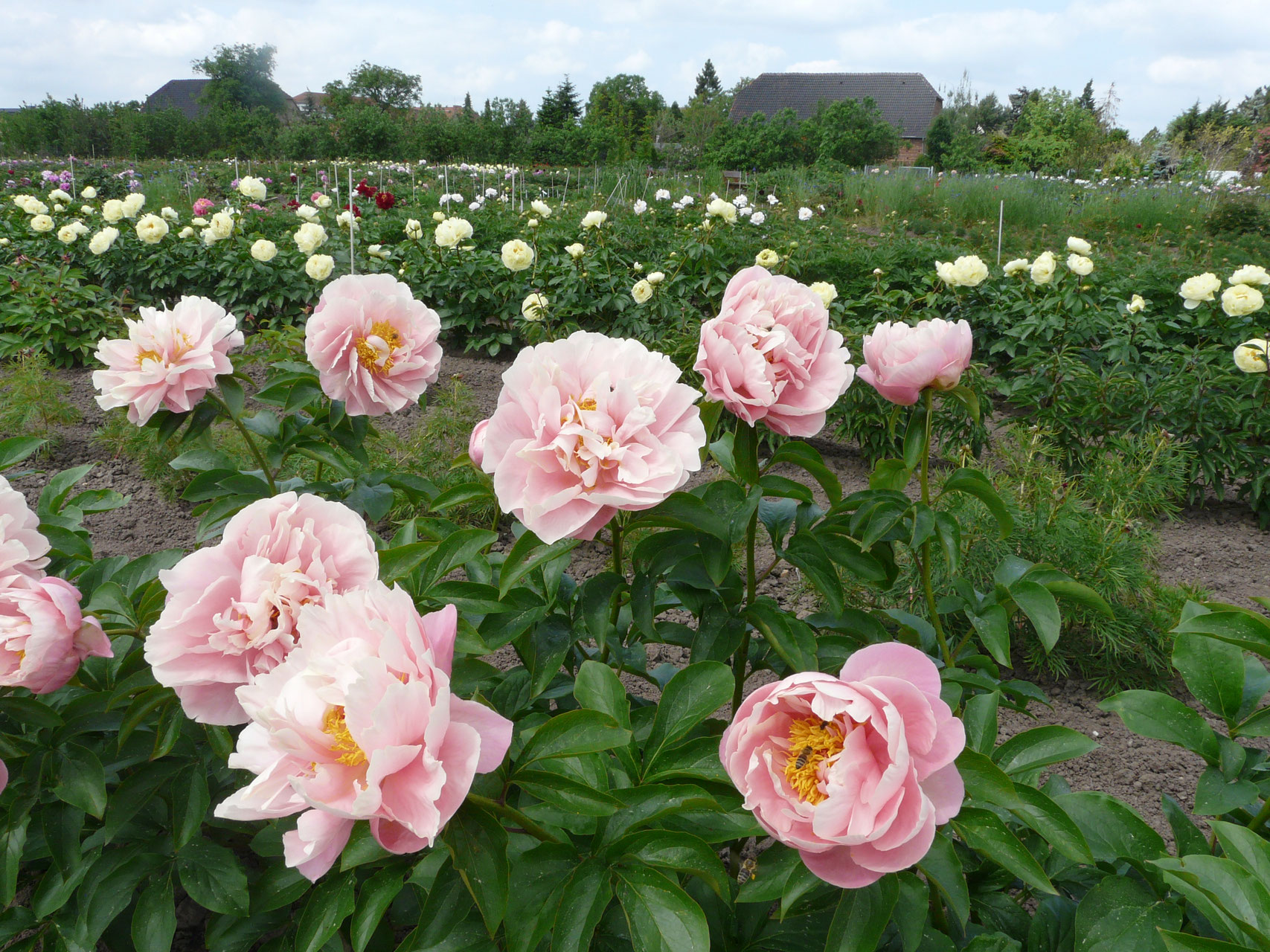 Pastelorama - Gießler Päonien Kulturen