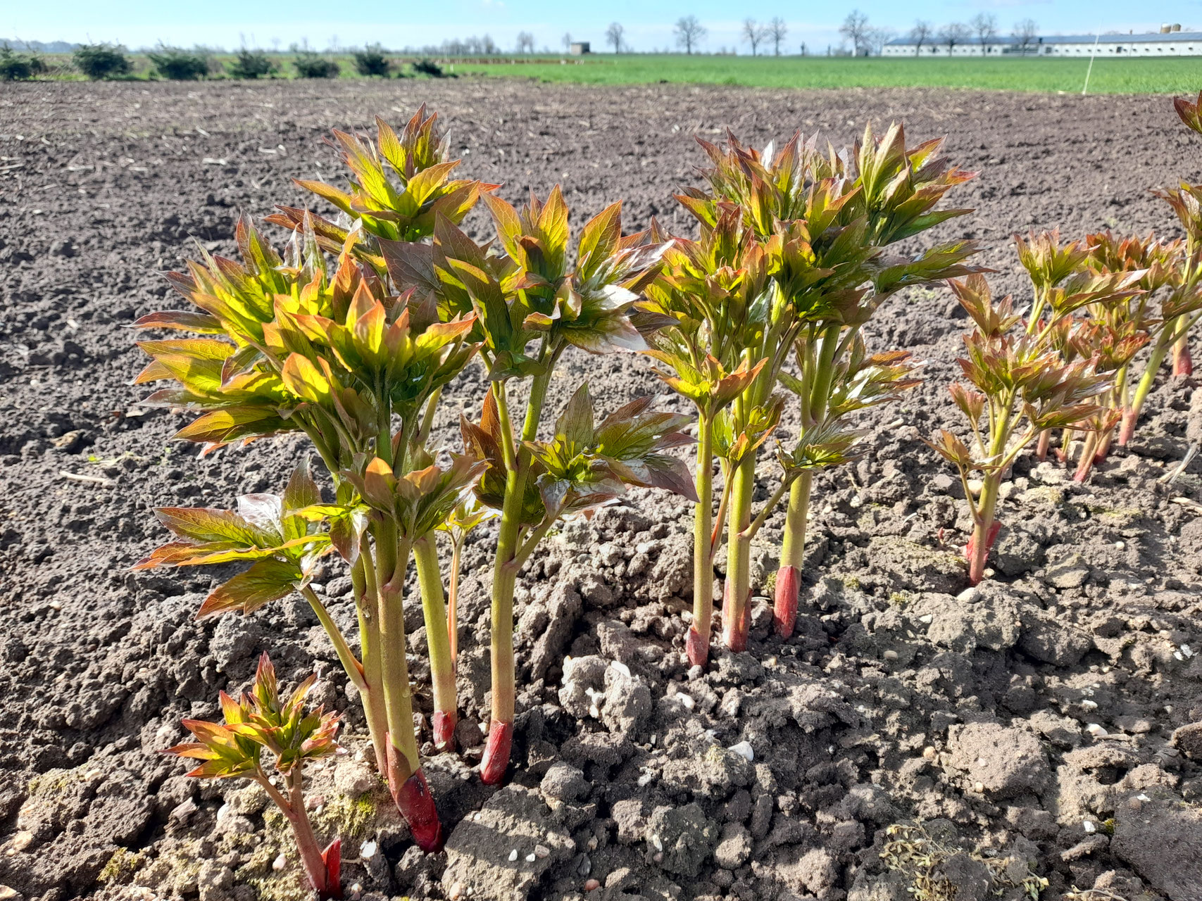 Pastelorama - Gießler Päonien Kulturen