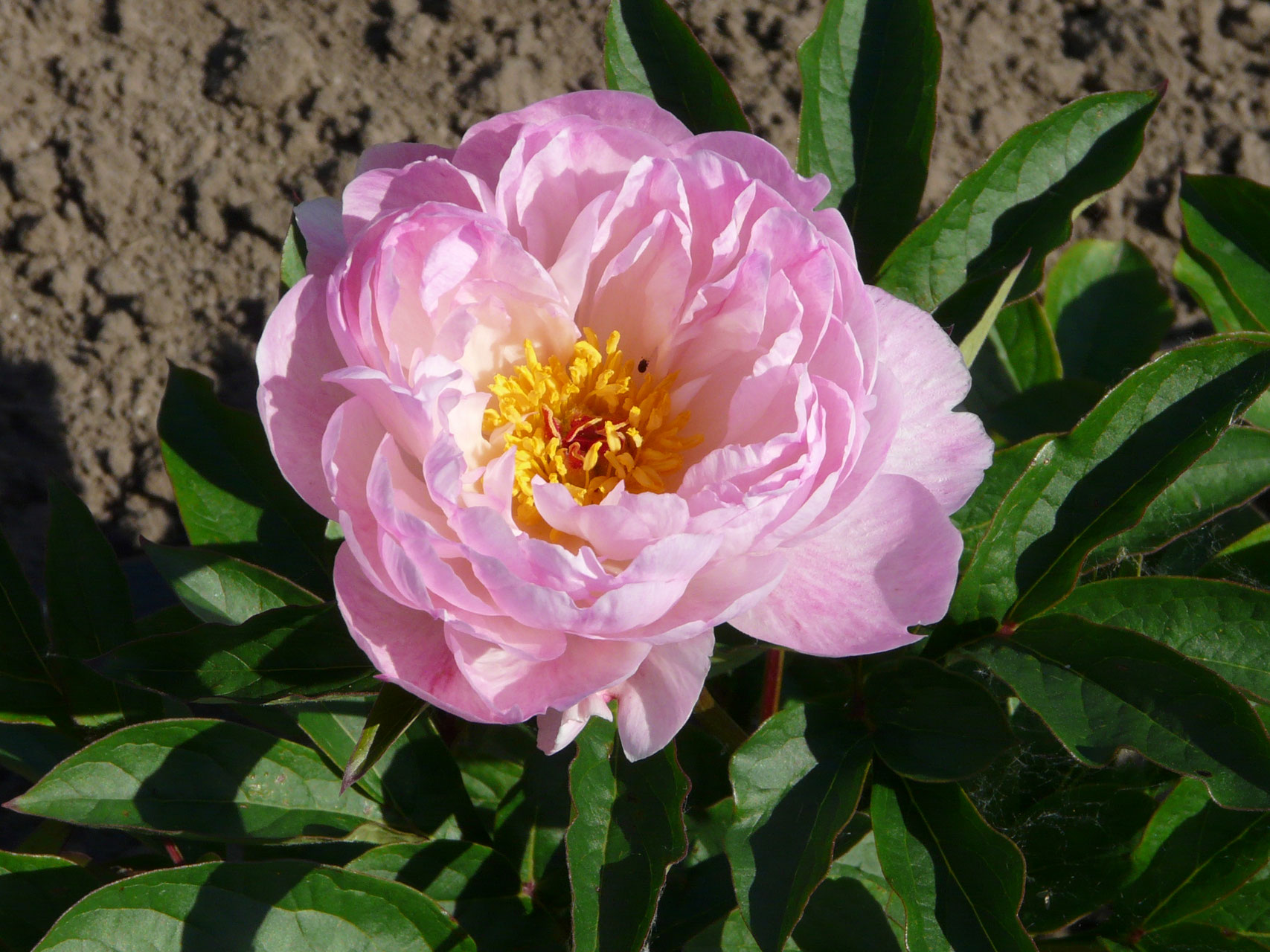 Petite Elegance Gießler Päonien Kulturen