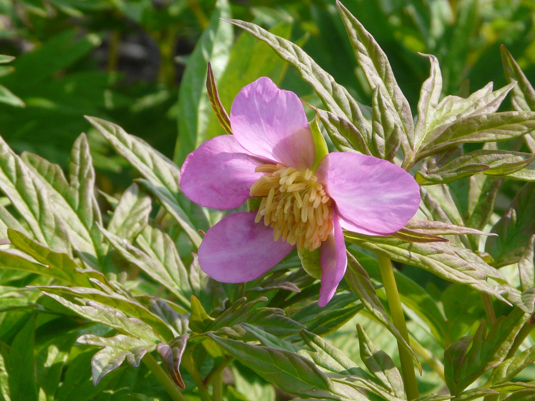 P. anomala Sämlinge Gießler Päonien Kulturen