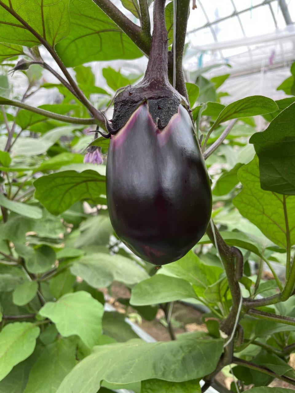 水ナス浅漬け - 泉州TONOファーム