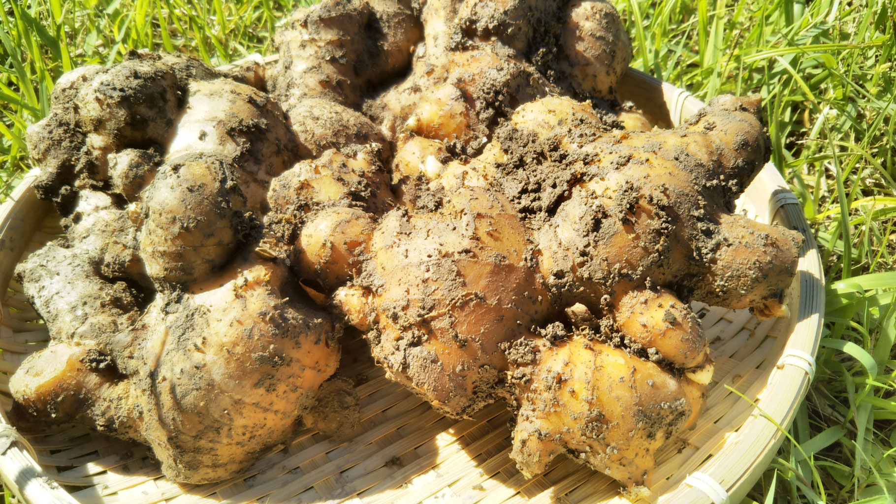 種生姜 15kg以上