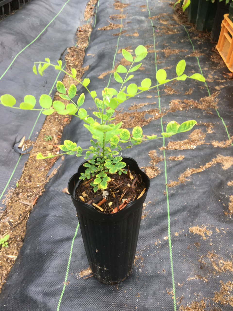 緑化木販売 - 森林文化再生 日谷農林管理会