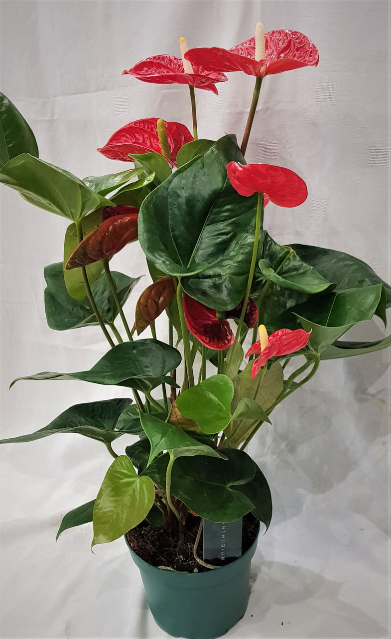 Zimmerpflanzen - Blumen Berlin Grabstrau Trauergesteck Blumenversand  Bestellservice Lieferservice Onlineshop Shop Brautstrue Abholservice