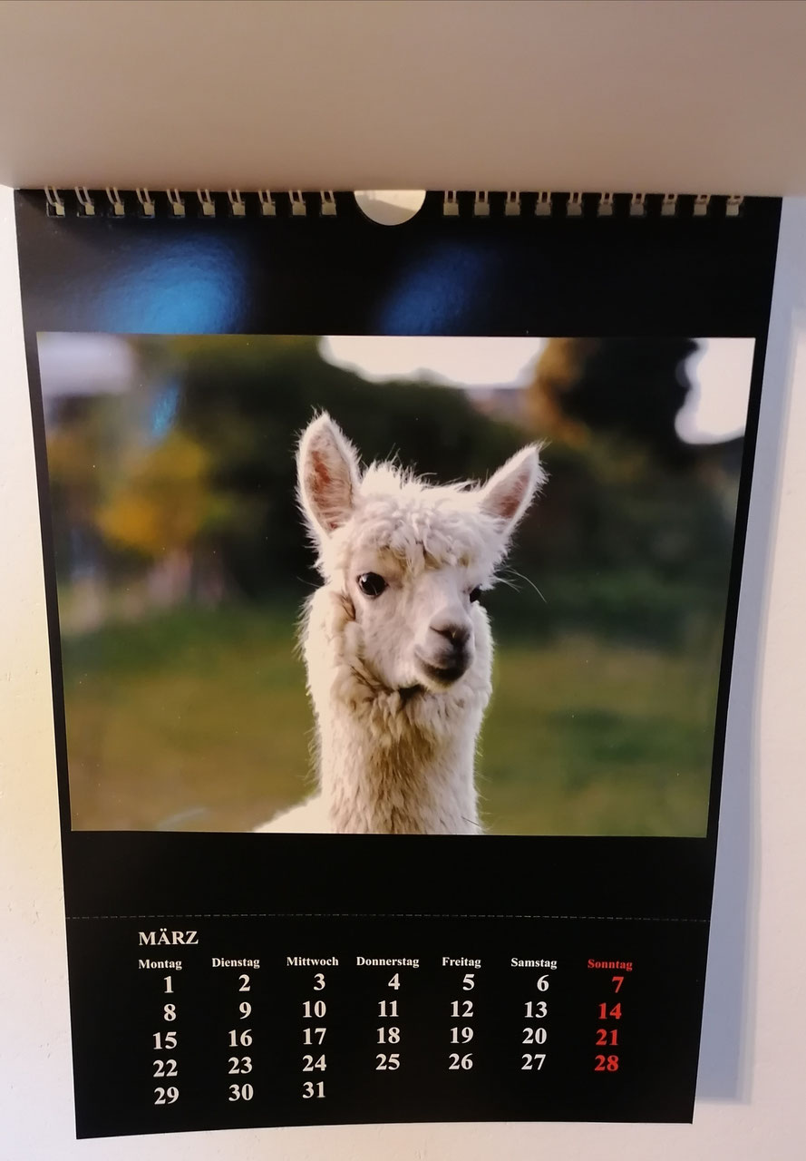 Wunderschöner Alpaka und Lama Foto Kalender 2023 Alpakahof Leichlingen