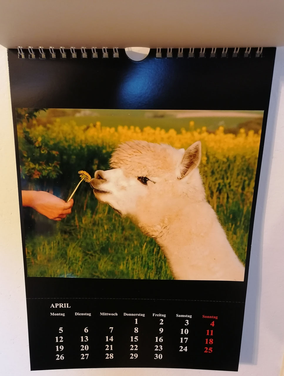 Wunderschöner Alpaka und Lama Foto Kalender 2023 - Alpakahof Leichlingen