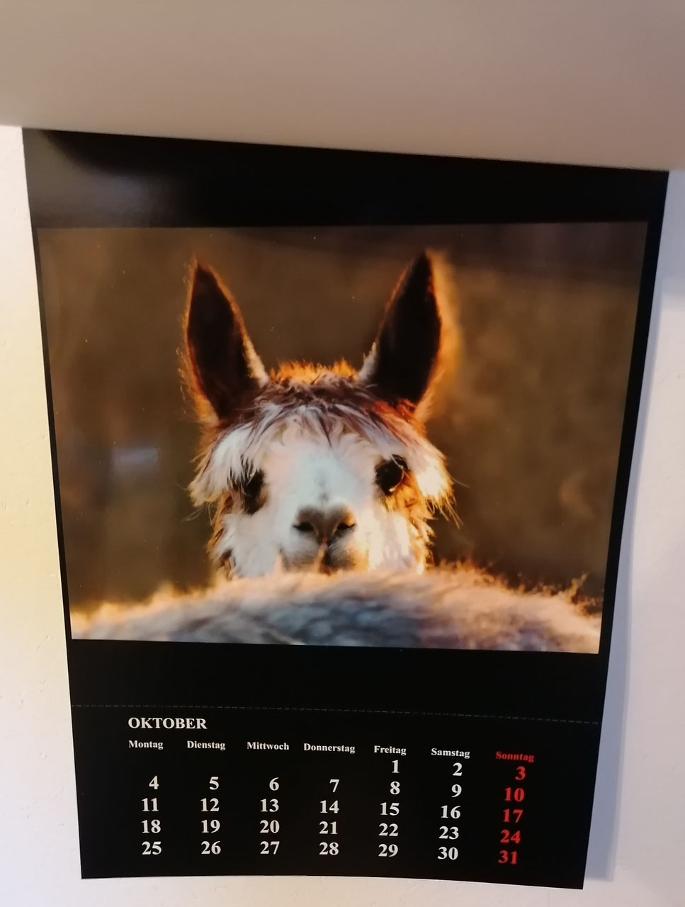 Wunderschöner Alpaka und Lama Foto Kalender 2023 - Alpakahof Leichlingen