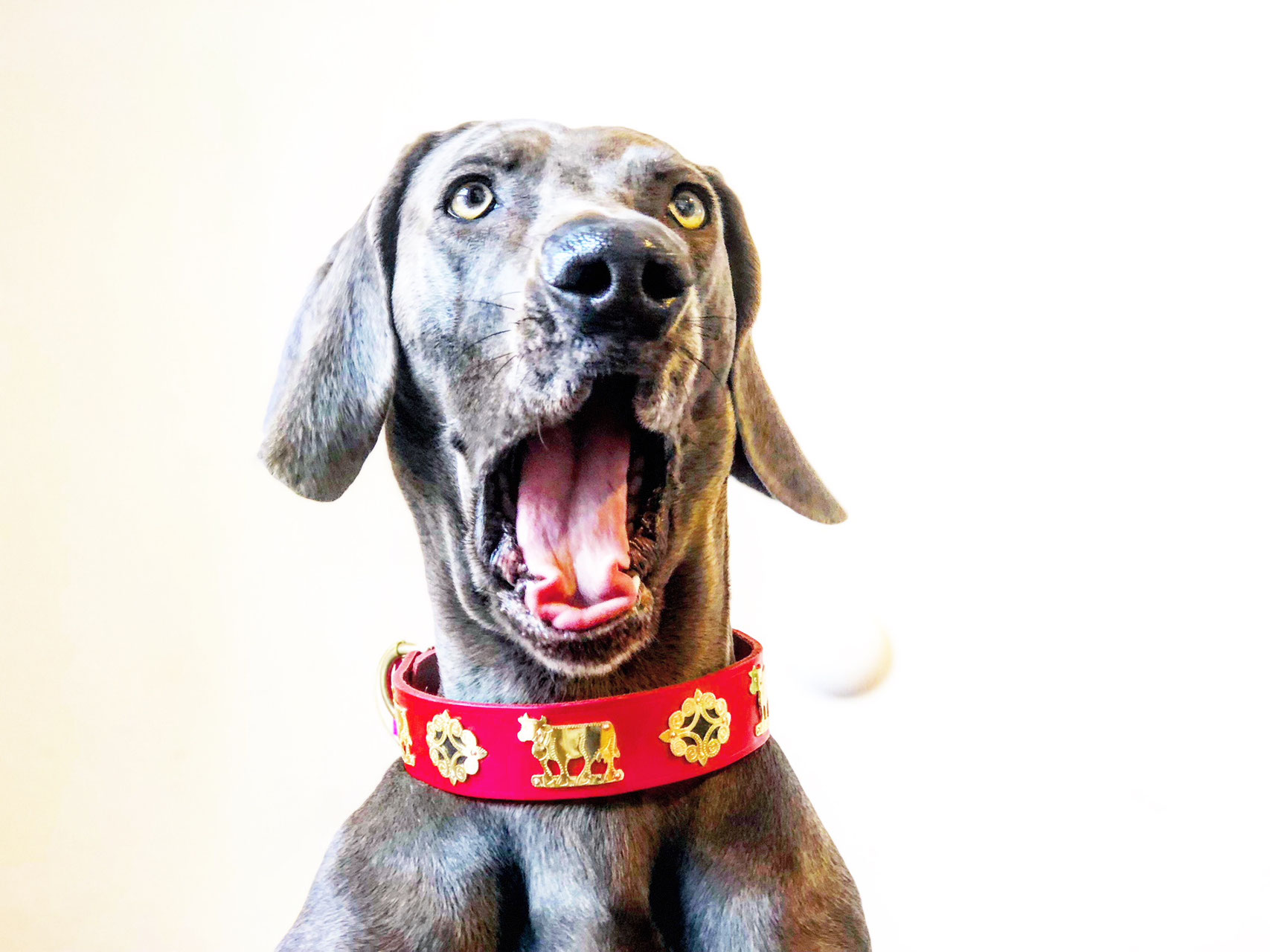 Appenzeller Halsbander Das Original Hundezubehor