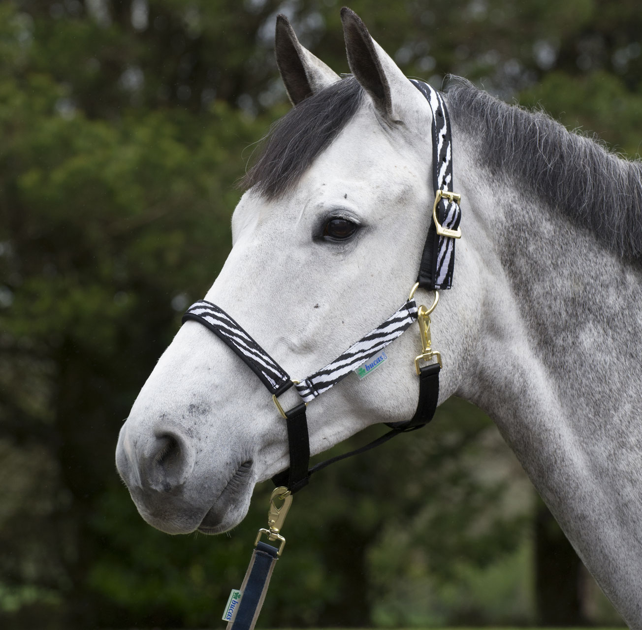 Bucas Halfter Dublin Zebra Black Stripe Navy Horsemanshipshop