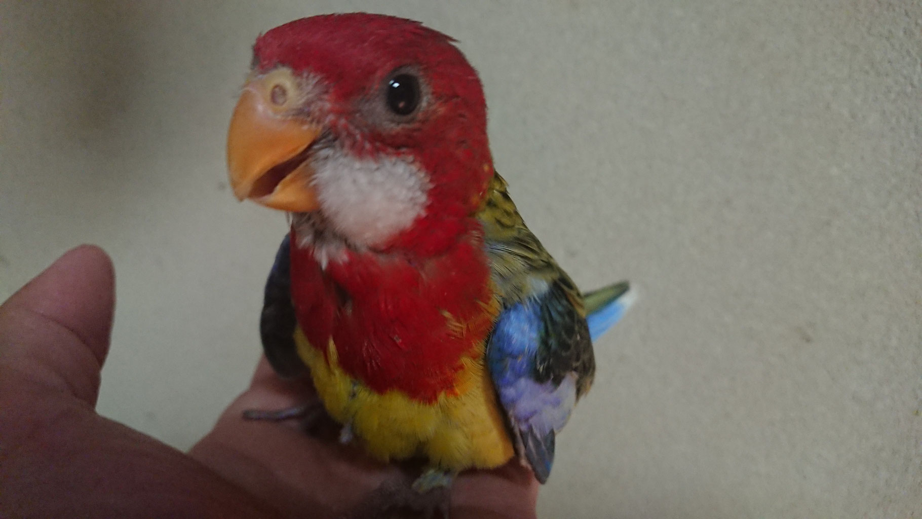 手乗りインコ 小鳥販売 東北 岩手 青森 秋田 宮城 ペットショップricky 岩手県盛岡市 珍獣エキゾチックアニマル専門店 ペット買い取り 東北全域 関東まで出張買い取りもしています 手乗りインコ 小鳥販売 東北 岩手 青森 秋田 宮城 ペットショップricky 岩手県盛岡市 珍獣エキゾチックアニマル専門店 ペット買い取り 東北全域 関東まで出張買い取りもしています