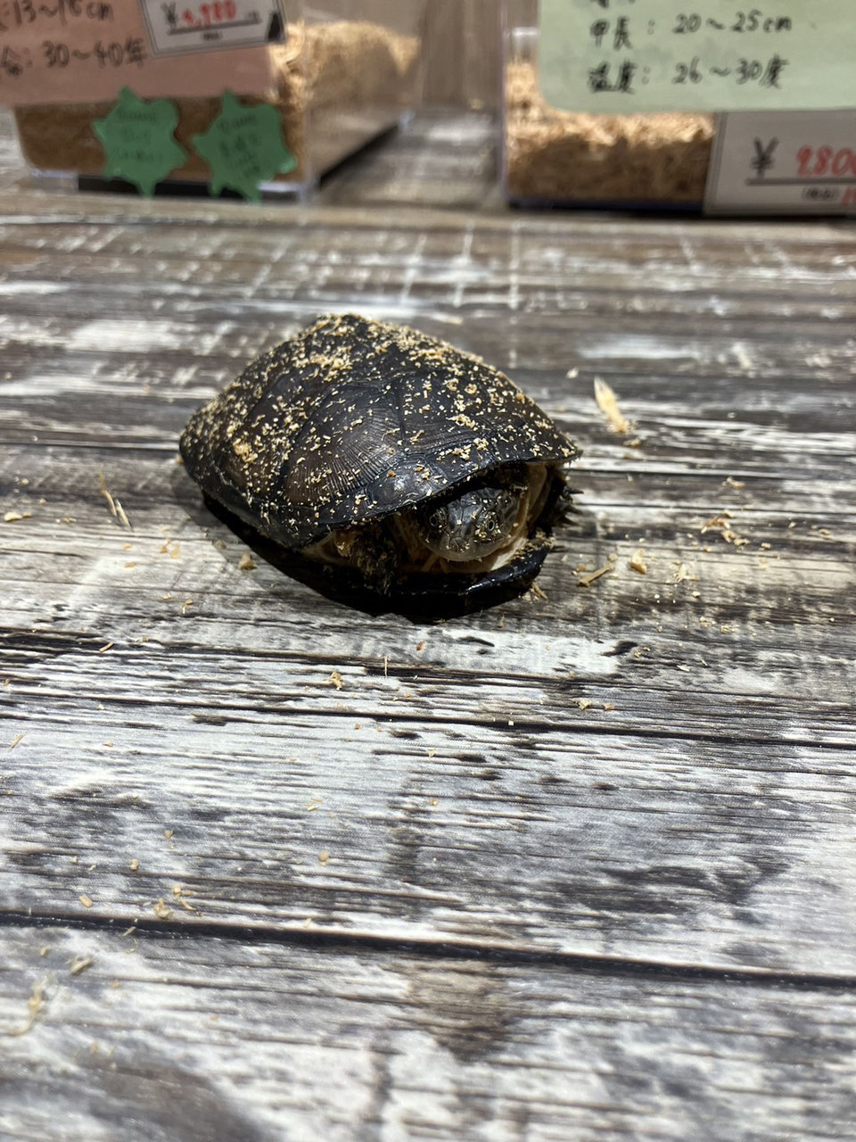 カメ 販売 東北 岩手 - ペットショップRicky /珍獣エキゾチック カメ 販売 東北 岩手 - ペットショップRicky /珍獣エキゾチック