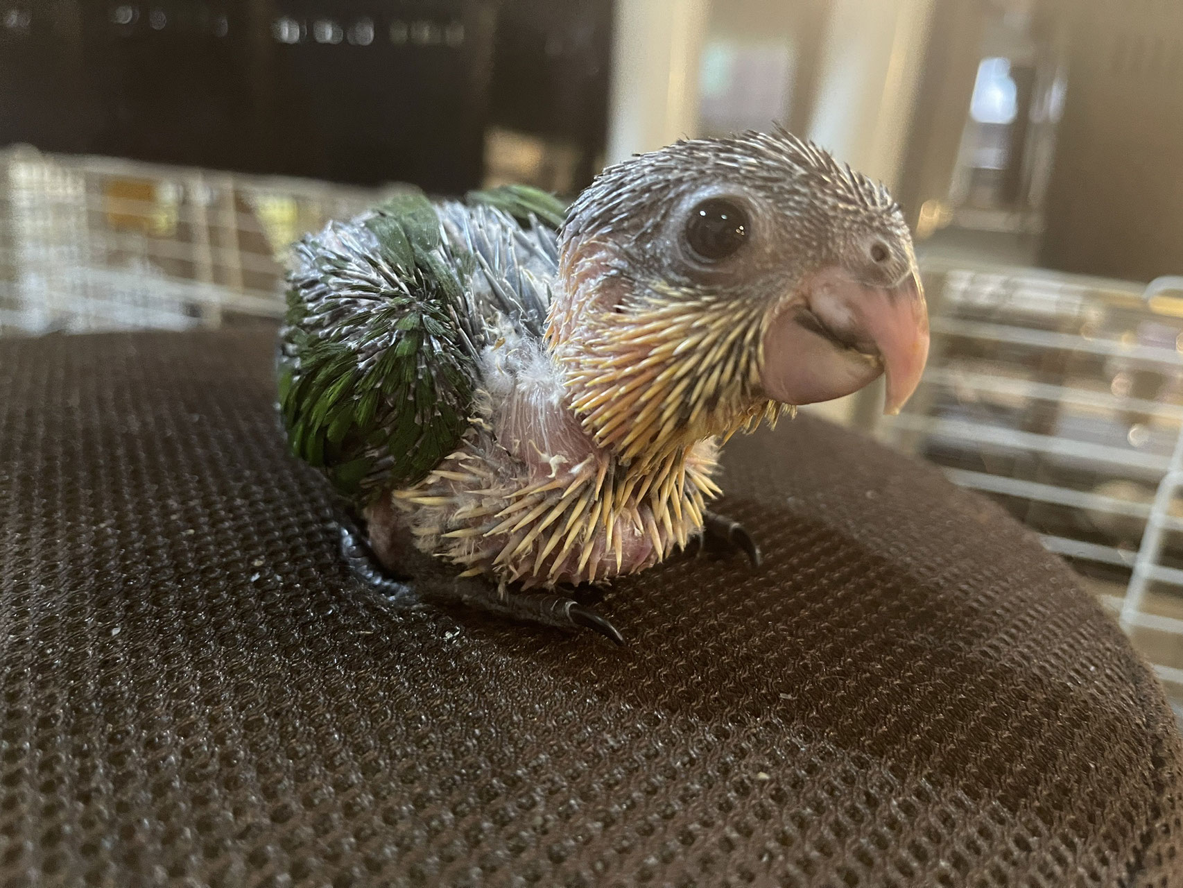シロハラインコ 販売 ペットショップricky 珍獣エキゾチックアニマルエキゾチックアニマル専門店 盛岡店 仙台店 青森店 秋田店 福島店 栃木店 ブリーダーズショップ ペット買い取り 東北全域 関東まで出張買い取りもしています