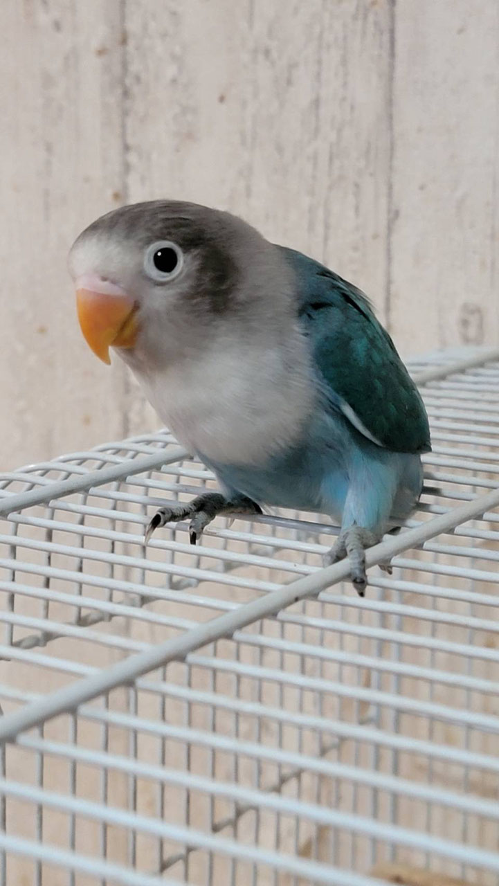 ボタンインコ 販売 ペットショップricky 珍獣エキゾチックアニマルエキゾチックアニマル専門店 盛岡店 仙台店 青森店 秋田店 福島店 栃木店 ブリーダーズショップ ペット買い取り 東北全域 関東まで出張買い取りもしています