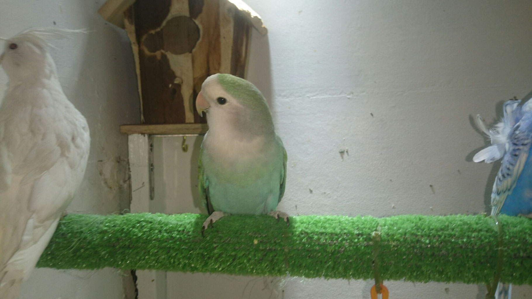 インコ 小鳥販売 ペットショップricky 岩手県盛岡市 珍獣エキゾチックアニマル専門店 ペット買い取り 東北全域 関東まで出張買い取りもしています インコ 小鳥販売 ペットショップricky 岩手県盛岡市 珍獣エキゾチックアニマル専門店 ペット買い取り 東北全域 関東まで出張買い取りもしています