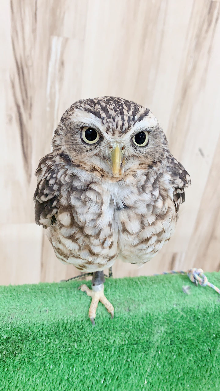 フクロウ 販売 東北 岩手 仙台 秋田 青森 ペットショップricky 岩手県盛岡市 珍獣エキゾチックアニマル専門店 ペット買い取り 東北全域 関東まで出張買い取りもしています
