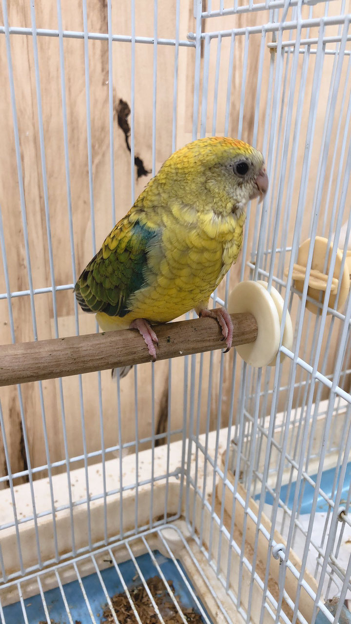シロハラインコ 値段 シロハラインコ 値段