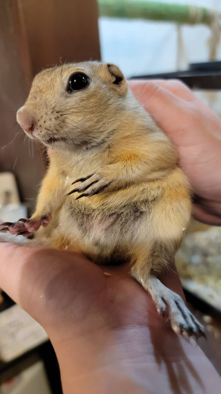 ジリス リス 販売 ペットショップricky 珍獣エキゾチックアニマルエキゾチックアニマル専門店 盛岡店 仙台店 青森店 秋田店 福島店 栃木店 ブリーダーズショップ ペット買い取り 東北全域 関東まで出張買い取りもしています ジリス リス 販売 ペットショップricky 珍獣エキゾチックアニマルエキゾチックアニマル専門店 盛岡店 仙台店 青森店 秋田店 福島店 栃木店 ブリーダーズショップ ペット買い取り 東北全域 関東まで出張買い取りもしています