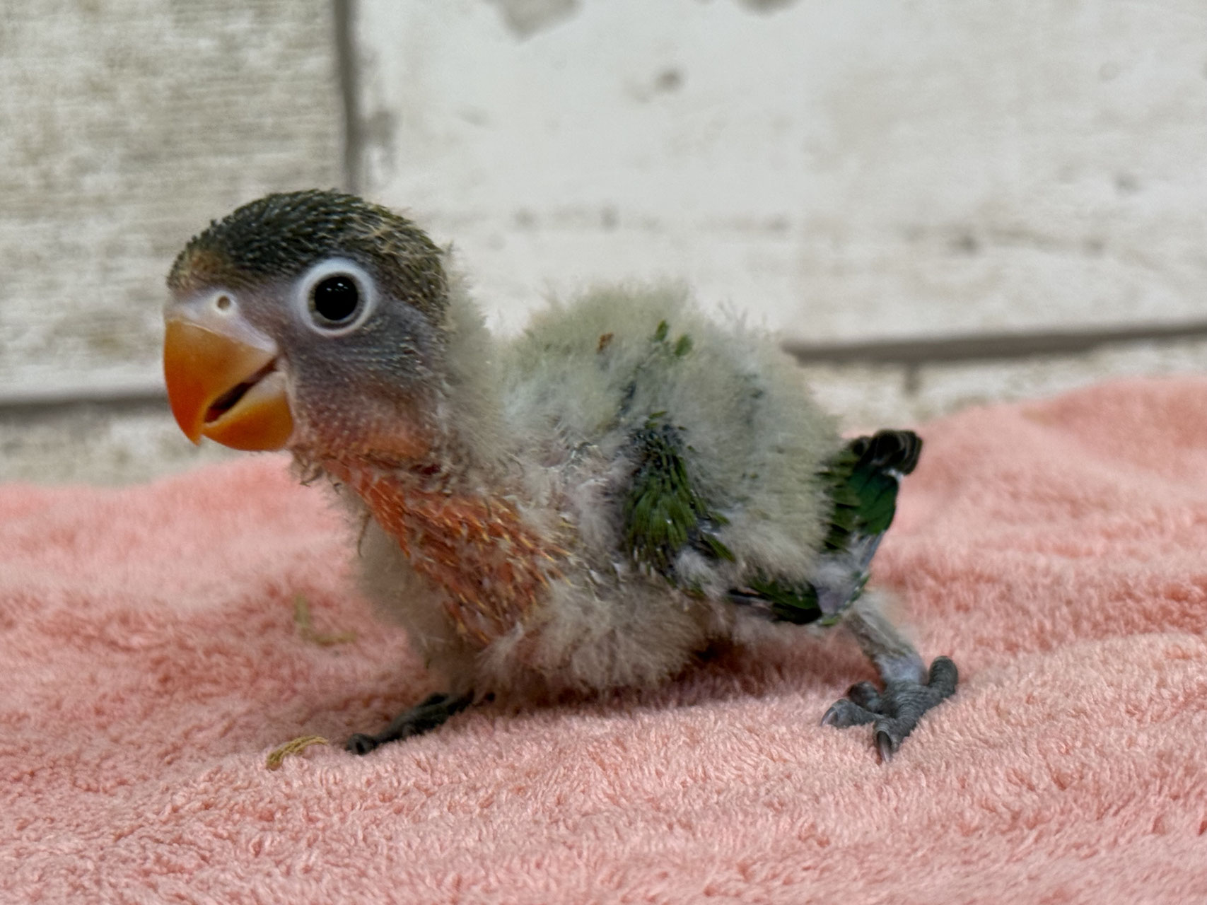 ボタンインコ 販売 - ペットショップRicky /珍獣エキゾチックアニマル