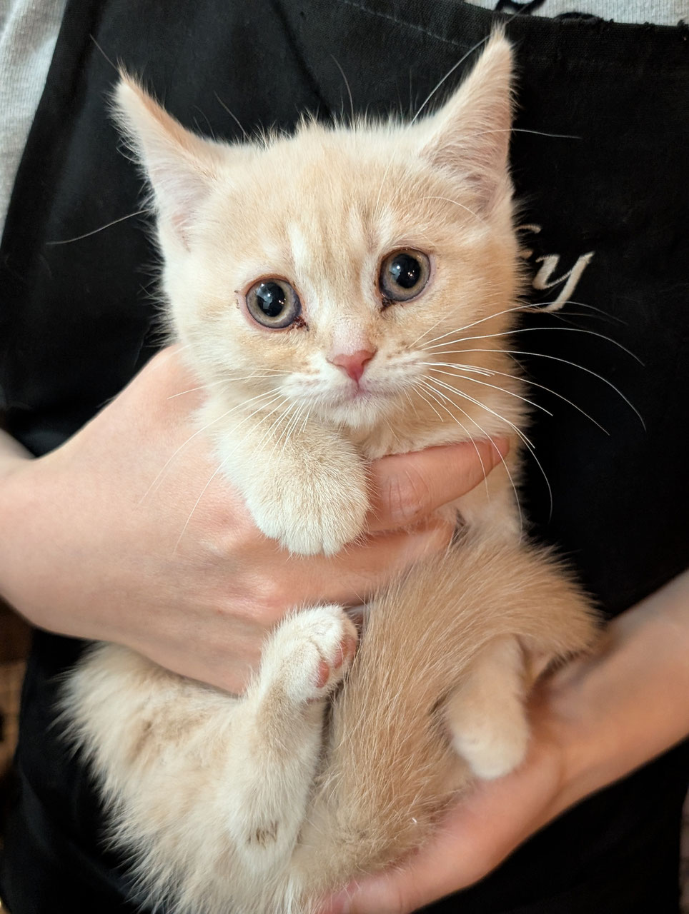 子猫販売・日本一安いペットショップ - ペットショップRicky