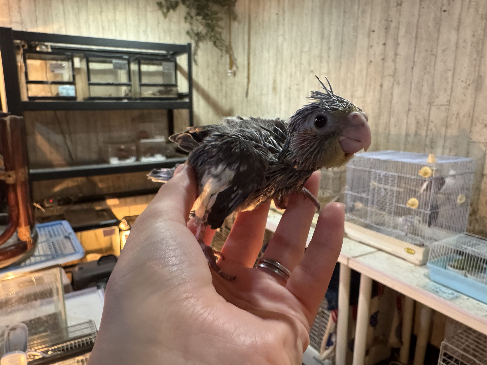 オカメインコ 販売 - ペットショップRicky /珍獣エキゾチック