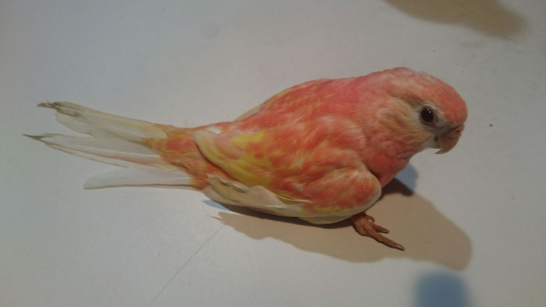 インコ 小鳥販売 ペットショップricky 岩手県盛岡市 珍獣エキゾチックアニマル専門店 ペット買い取り 東北全域 関東 まで出張買い取りもしています インコ 小鳥販売 ペットショップricky 岩手県盛岡市 珍獣エキゾチックアニマル専門店 ペット買い取り 東北全域 関東 まで出張買い取りもしています