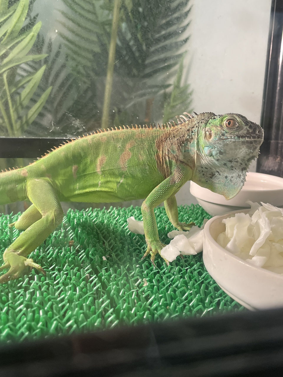 トカゲ 販売 - ペットショップRicky /珍獣エキゾチックアニマルエキゾチックアニマル専門店  盛岡店・仙台店・青森店・秋田店・福島店・栃木店・新潟店・ブリーダーズショップ・ペット買い取り 東北全域、関東まで出張買い取りもしています!!, image size:961x1280