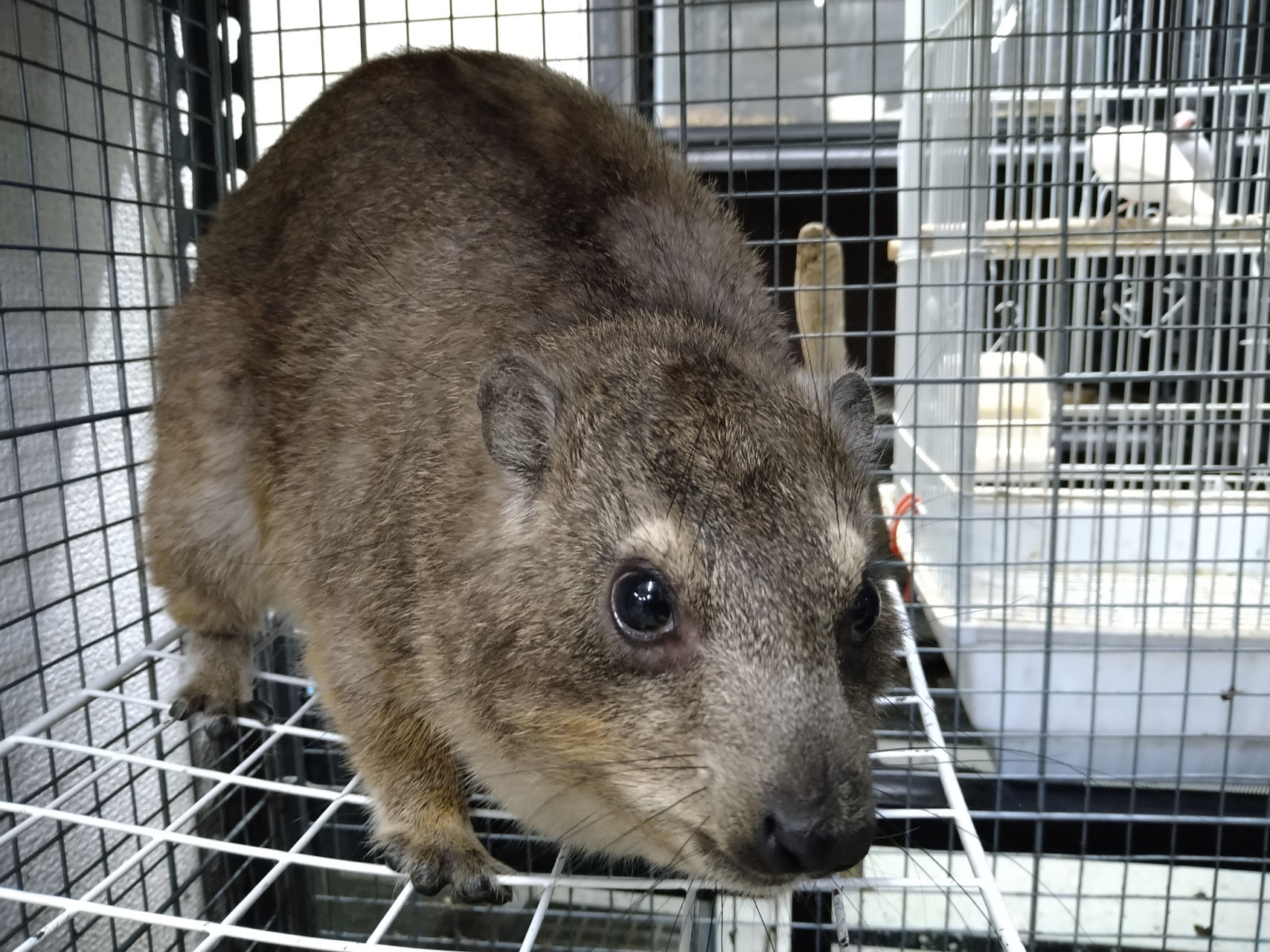 ケープハイラックス 販売 ペットショップricky 珍獣エキゾチックアニマルエキゾチックアニマル専門店 盛岡店 仙台店 青森店 秋田店 福島店 栃木店 ブリーダーズショップ ペット買い取り 東北全域 関東まで出張買い取りもしています