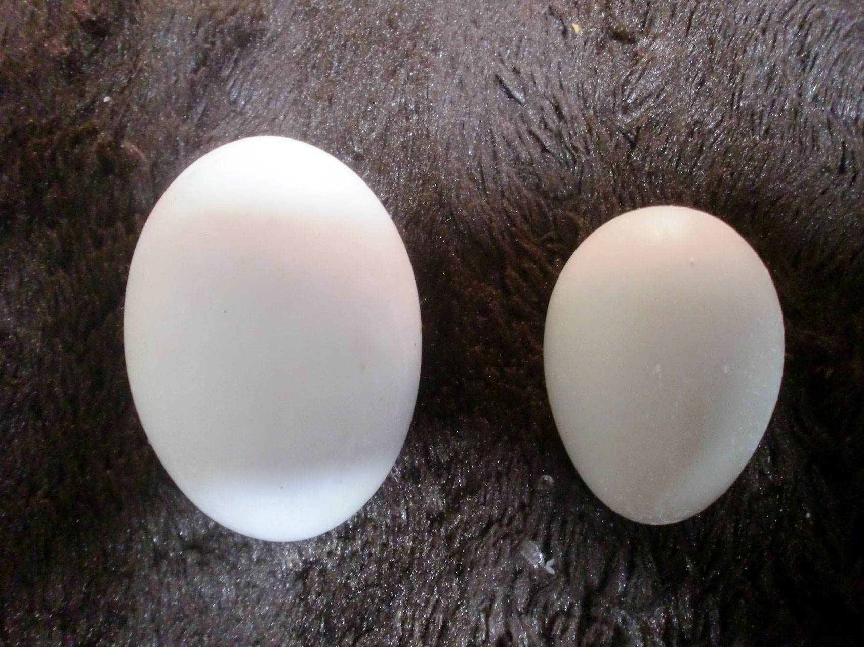 ブルーテグー 有精卵 １個 - ペット用品