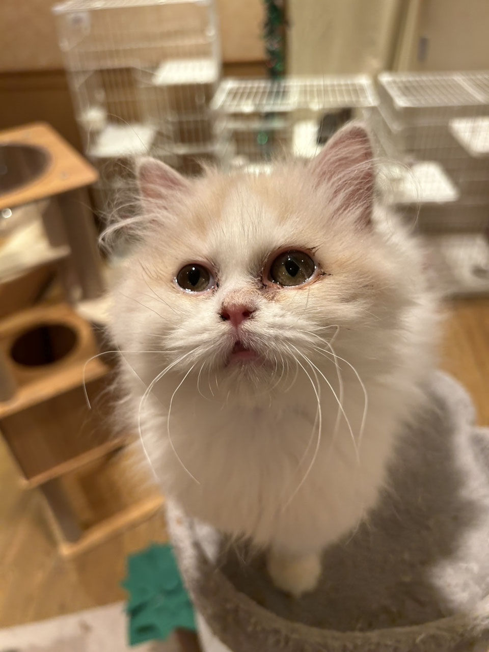 へっぽこ猫　まとめ買いページ めめぼん時代に使っていたこの猫ベッド、久しぶりに出したら猫