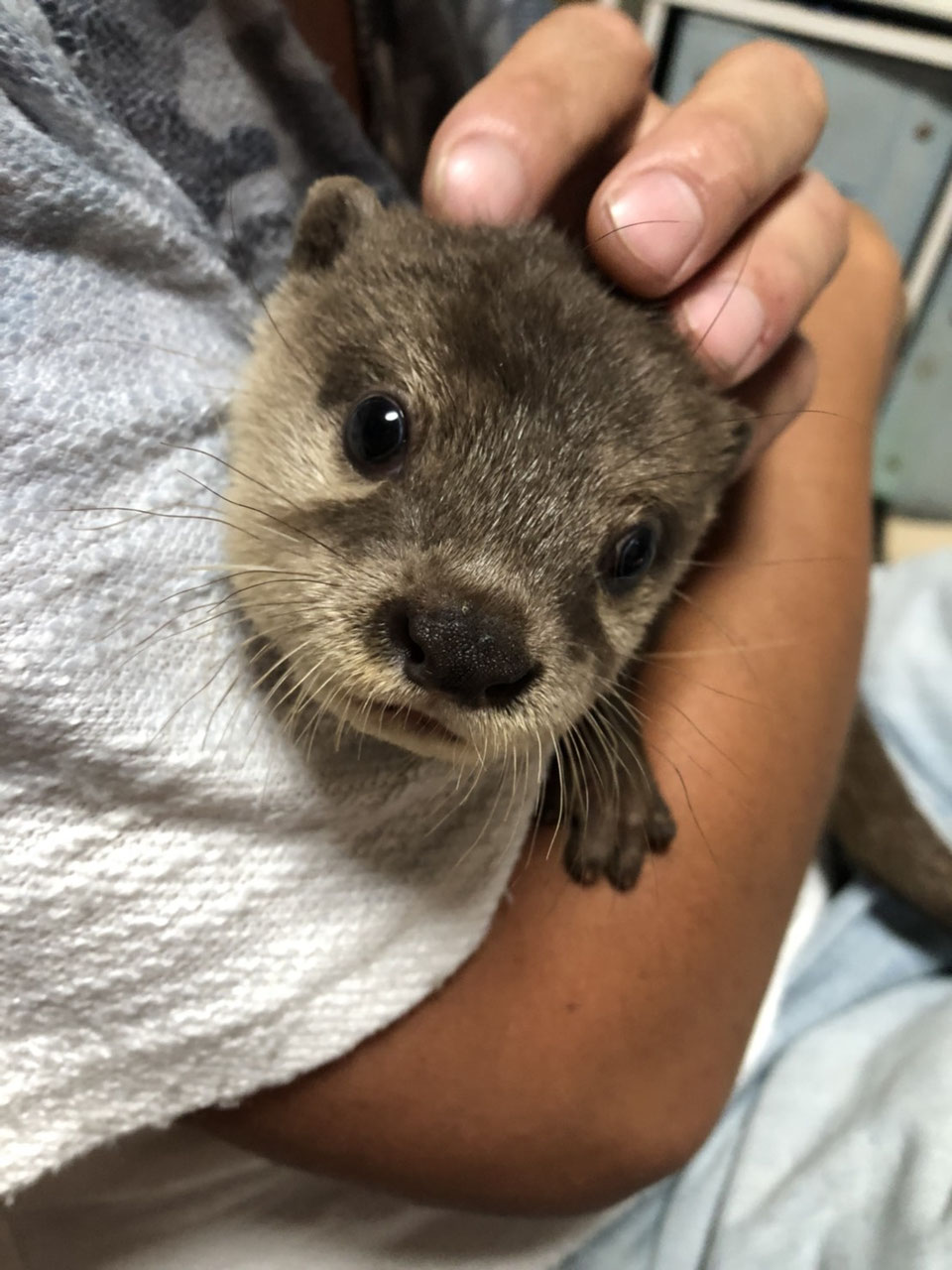 豚カワウソ！ カワウソさくら 一月ほど経った足のその後 Otter Sakura, the