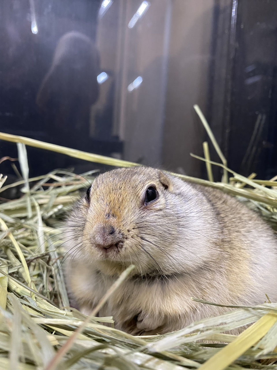 はっぴリスさま専用ページ ハムスター・リスのベジミックス 300g｜郵便局のネットショップ