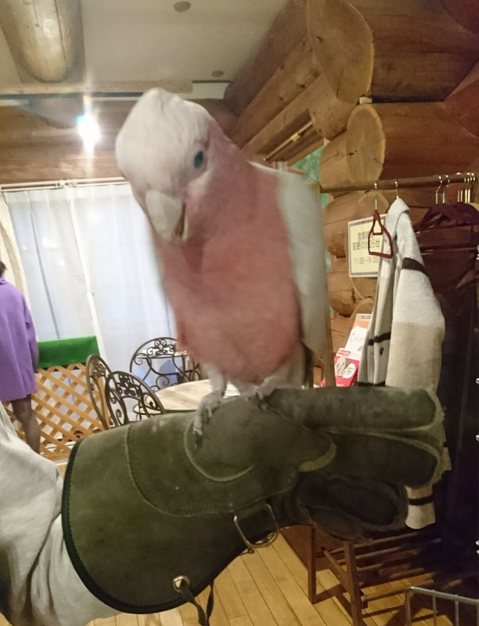 手乗りインコ 小鳥販売 東北 岩手 青森 秋田 宮城 ペットショップricky 岩手県盛岡市 珍獣エキゾチックアニマル専門店 ペット買い取り 東北全域 関東まで出張買い取りもしています 手乗りインコ 小鳥販売 東北 岩手 青森 秋田 宮城 ペットショップricky 岩手県盛岡市 珍獣エキゾチックアニマル専門店 ペット買い取り 東北全域 関東まで出張買い取りもしています