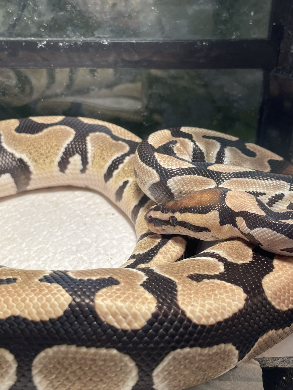 ヘビ 販売 東北 岩手 - ペットショップRicky /珍獣エキゾチック
