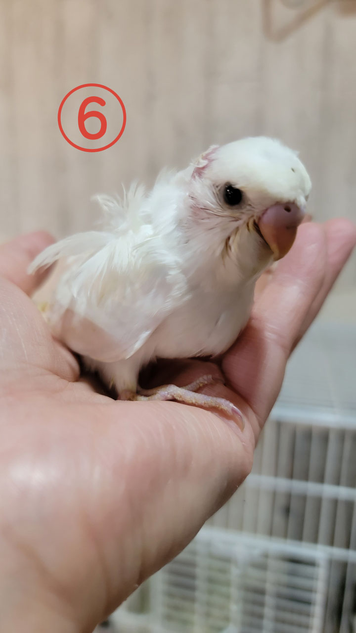セキセイインコ 販売 ペットショップricky 珍獣エキゾチックアニマルエキゾチックアニマル専門店 盛岡店 仙台店 青森店 秋田店 福島店 栃木店 ブリーダーズショップ ペット買い取り 東北全域 関東まで出張買い取りもしています セキセイインコ 販売 ペットショップricky 珍獣エキゾチックアニマルエキゾチックアニマル専門店 盛岡店 仙台店 青森店 秋田店 福島店 栃木店 ブリーダーズショップ ペット買い取り 東北全域 関東まで出張買い取りもしています